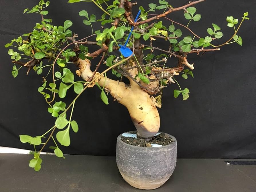 コミフォラ　カタフ　ソマリア産 送料無料 ①コミフォラ カタフ ソマリア産Commiphora kataf